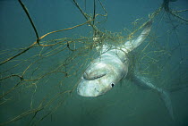 Close-up of 3-meter Tiger Shark (Galeocerdo cuvier) caught in anti-shark net off Durban Beach. Natal Sharks Board, Umhlanga, South Africa.
