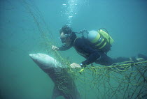 Diver with anti-shark POD examines Dusky Shark (Carcharhinus obscurus) caught in anti-shark net. Durban Beach, Natal Sharks Board, Umhlanga, South Africa Model released.