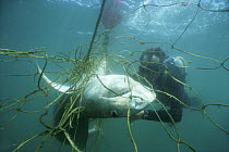 Diver examines 3-meter Tiger Shark (Galeocerdo cuvier) caught in anti-shark net off Durban Beach. Natal Sharks Board, Umhlamga, South Africa Model released.