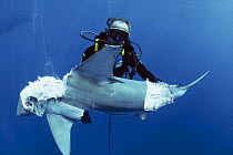 Diver observes Blacktip Reef Shark (Carcharhinus limbatus) eaten by Giant Bull Shark, Bahamas, Caribbean Sea. Model released.