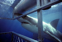 Great White Shark (Carcharodon carcharias) attacking protective shark diving cage, Dangerous Reef, South Australia
