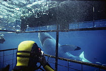 Diver filming Great White Shark (Carcharodon carcharias) from protective shark diving cage, Dangerous Reef, South Australia Model released.