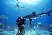 Shark handler feeds Caribbean Reef Shark (Carcharhinus perezi). Bahamas, Caribbean Sea. Model released.