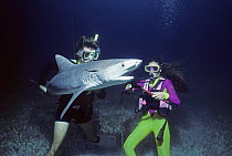 Divers remove long-line fishing hook from Tiger Shark (Galeocerdo cuvier), Bahamas, Caribbean Sea. Model released.