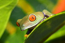 Red-eyed Treefrog (Agalychnis callidryas) on leaf, captive