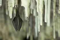 Lesser Horseshoe Bat (Rhinolophus hipposideros) hibernating amongst stalagtites in the cave Grotta Monte Majore, Sardinia, Italy