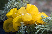 Yellow Brain fungus (Tremella mesenterica) and lichen, Sardinia, Italy