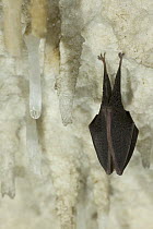 Lesser Horseshoe Bat ( Rhinolophus hipposideros), hibernating amongst stalagtites in the cave Grotta Monte Majore, Sardinia, Italy