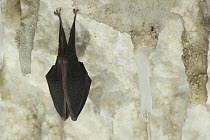 Lesser Horseshoe Bat (Rhinolophus hipposideros), hibernating amongst stalagtites in the cave Grotta Monte Majore, Sardinia, Italy