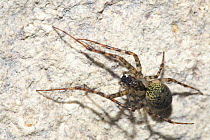 Cave Spider (Meta merianae) in cave Rocca Ulari, Borutta, Sardinia, Italy