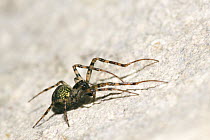Cave Spider (Meta merianae) in the cave Rocca Ulari, Borutta, Sardinia, Italy