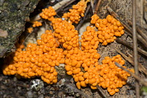 Slime mould, Myxomycete (Leocarpus fragilis) fully developed fruiting bodies, Sardinia, Italy