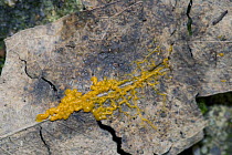 Slime mould, Myxomycete (Leocarpus fragilis)  Sardinia, Italy