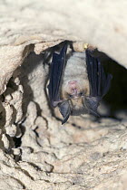 Mehely's Horseshoe Bat (Rhinolophus mehelyi), roosting in the cave Grotta su Coloru, Sardinia, Italy