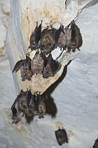 Greater Horseshoe Bat ( Rhinolophus ferrumequinum) roosting in the cave Grotta su Coloru, Sardinia, Italy