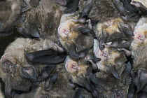 Greater Horseshoe Bat (Rhinolophus ferrumequinum) roosting together with Mehely's Horseshoe Bat (Rhinolophus mehelyi) in the cave Grotta su Coloru, Sardinia, Italy
