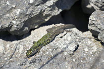 Tyrrhenian Wall Lizard (Podarcis tiliguerta) basking on rocks, Sardinia, Italy