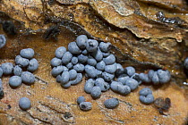 Slime mould, Myxomycete (Batamia sp) Sardinia, Italy