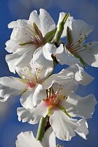 Flowers of Sweet Almond Tree (Prunus / Amygdalus communis) Sardinia, Italy