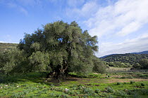 Ancient Olive tree (Olea europea) in Sardinian landscape, Sardinia, Italy