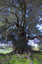 Ancient Olive tree (Olea europea) Sardinia, Italy