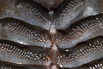 Marlin sucker / remora (Remora osteochir) close-up showing tiny teeth on edges of sucking / attachment disc, Kona, Hawaii. Captive.
