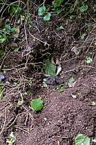 Badger {Meles meles} latrine, approx 15 metres from sett. Devon, England