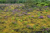 Re-generation of heathland vegetation following major fire in 2006. Thursley Common National Nature Reserve, Surrey, England. July, 2008
