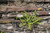 Maidenhair Spleenwort {Asplenium trichomanes} growing on old wall, Devon, England