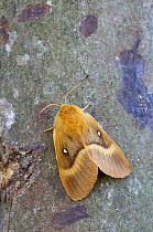 Oak Eggar Moth {Lasiocampa quercus} female on tree trunk, Devon, England.