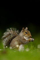 Grey squirrel {Sciurus carolinensis} adult feeding on nut, Derbyshire, UK