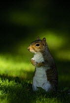 Grey squirrel {Sciurus carolinensis} adult in dappled light, Derbyshire, UK