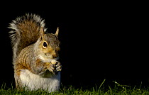 Grey squirrel {Sciurus carolinensis} adult feeding on nut, Derbyshire, UK