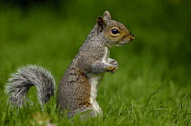 Grey squirrel {Sciurus carolinensis} standing alert to scan for danger, Wales, UK