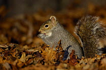 Grey squirrel {Sciurus carolinensis} adult feeding among the fallen leaves of Horse Chestnut tree, Derbyshire, UK