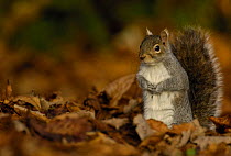 Grey squirrel {Sciurus carolinensis} adult standing alert among the fallen leaves of Horse Chestnut tree, Derbyshire, UK