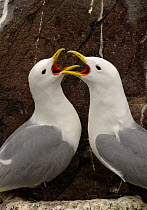 Kittiwake {Rissa tridactyla} adults greeting each other after one returns to the nest site, Farne Islands, Northumberland, UK