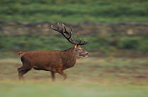 Red deer {Cervus elaphus} stag chasing off a challenger during the rutting season, Leicestershire, UK
