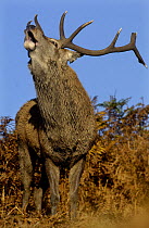 Red deer {Cervus elaphus} adult stag roaring during the October rut, Leicestershire, UK