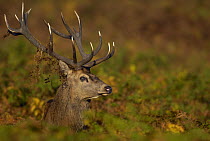 Red deer {Cervus elaphus} adult male in autumnal bracken during the October rut. Leicestershire, UK