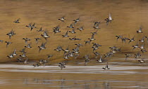 Common teal {Anas crecca} flock in flight over water, Yorkshire, UK
