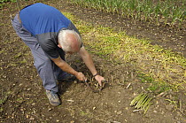 Man cutting Asparagus {Asparagus officinalis} on allotment, Norfolk, UK, June