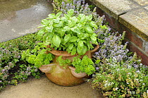 Herb garden with terracotta pot with Sweet Basil {Ocimum basilicum}, Curled Parsley and Creeping Thyme, Norfolk, UK