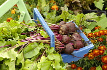 Home grown organic Beetroot, 'Detroit' in blue wooden trug beside vegeteble plot, Norfolk, UK, August