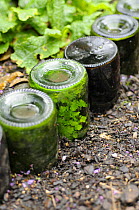 Ferns naturalised inside upturned bottles used as path edging feature, Norfolk, UK