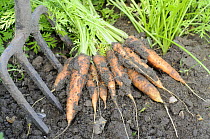 Freshly dug home grown organic Carrots {Daucus carota} 'early nantes', Norfolk, UK, August