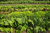 Swiss Chard, lettuce and salad crops in a summer vegetable plot, Norfolk, UK, July