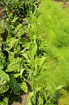 Swiss Chard, Scorzonera and Fennel growing in a summer vegetable plot, UK, July