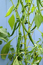 Chilli plant 'pinocchio's nose' growing outside against a blue fence, Norfolk, UK, August