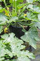 Courgettes {Cucurbita pepo} growing in containers in a summer garden, variety 'Tuscany', UK, July